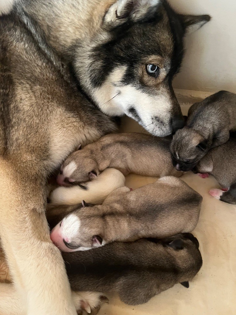 De La Fleur De Lys De La Ternoise - Chiots disponibles - Siberian Husky