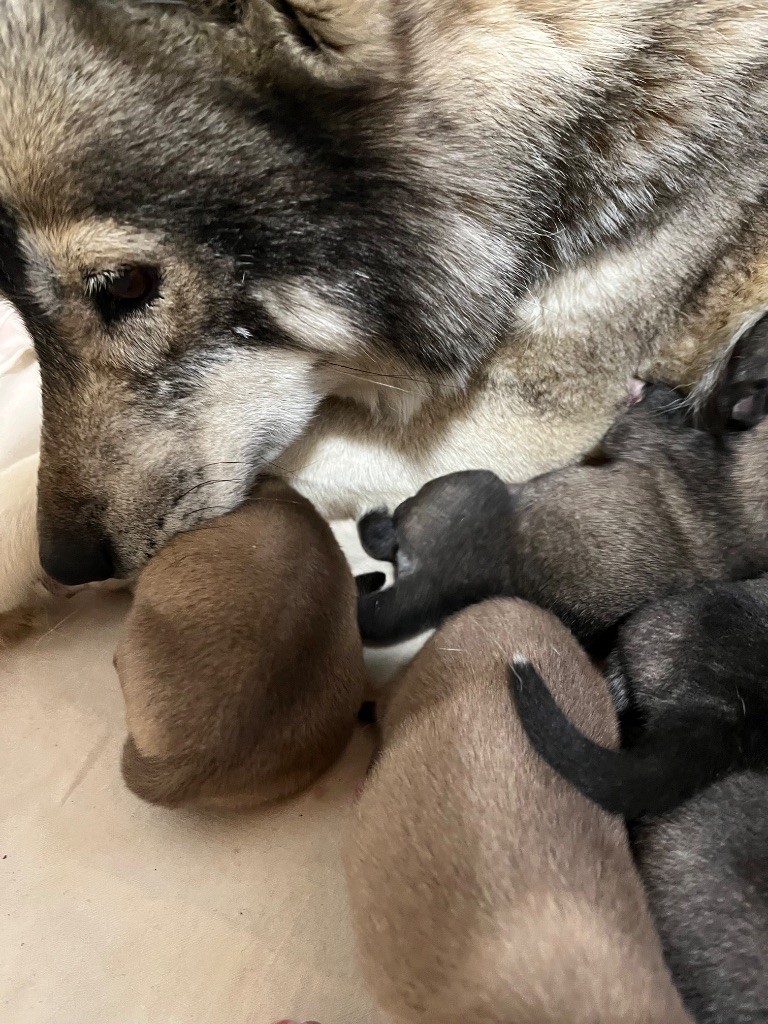 De La Fleur De Lys De La Ternoise - Chiots disponibles - Siberian Husky