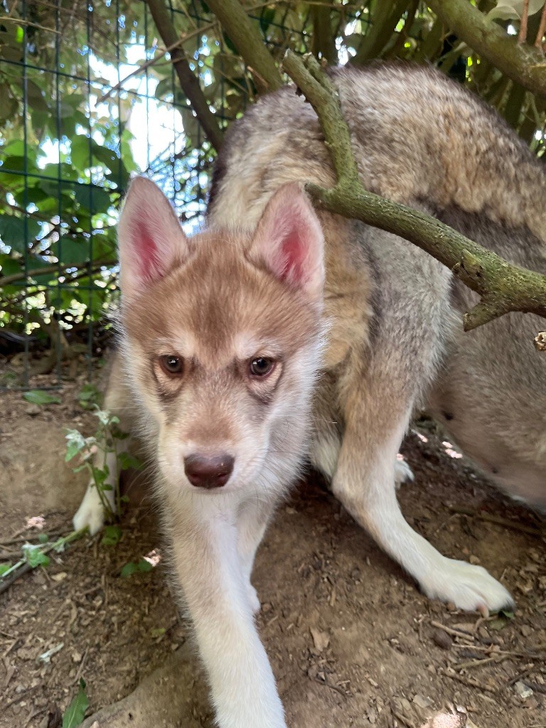 De La Fleur De Lys De La Ternoise - Chiots disponibles - Siberian Husky