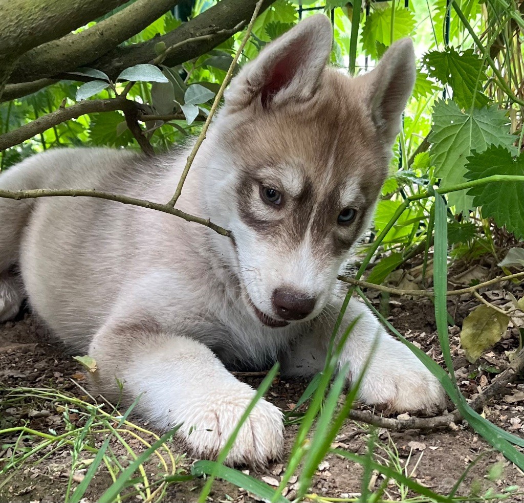 De La Fleur De Lys De La Ternoise - Chiots disponibles - Siberian Husky