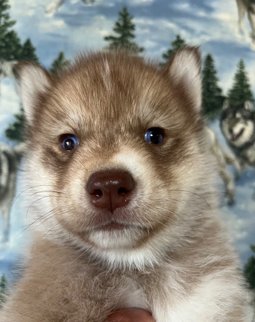 De La Fleur De Lys De La Ternoise - Chiots disponibles - Siberian Husky