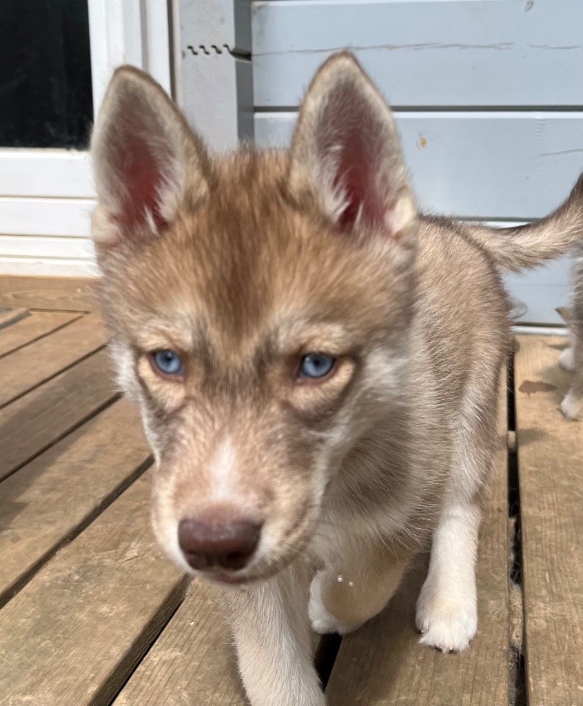 De La Fleur De Lys De La Ternoise - Chiots disponibles - Siberian Husky