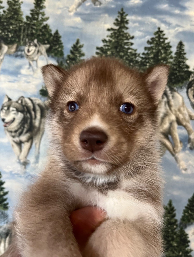 De La Fleur De Lys De La Ternoise - Chiots disponibles - Siberian Husky