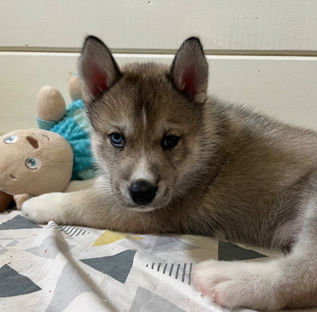 De La Fleur De Lys De La Ternoise - Chiots disponibles - Siberian Husky