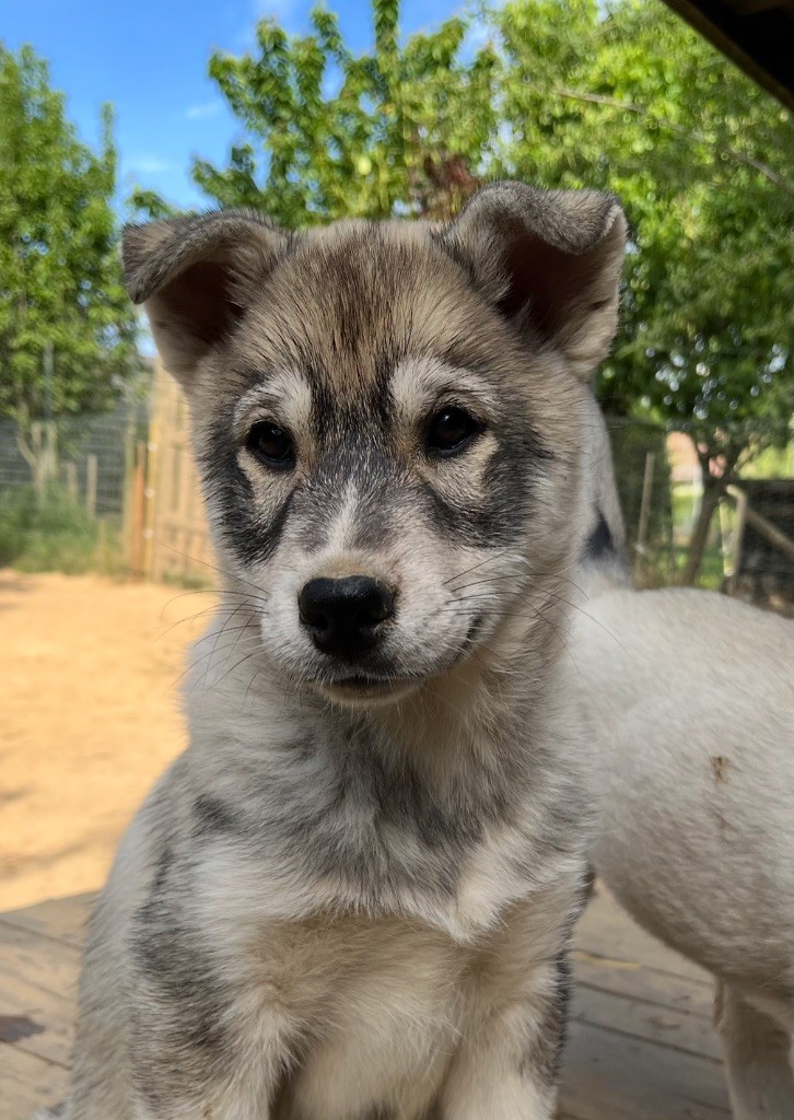 De La Fleur De Lys De La Ternoise - Chiots disponibles - Siberian Husky