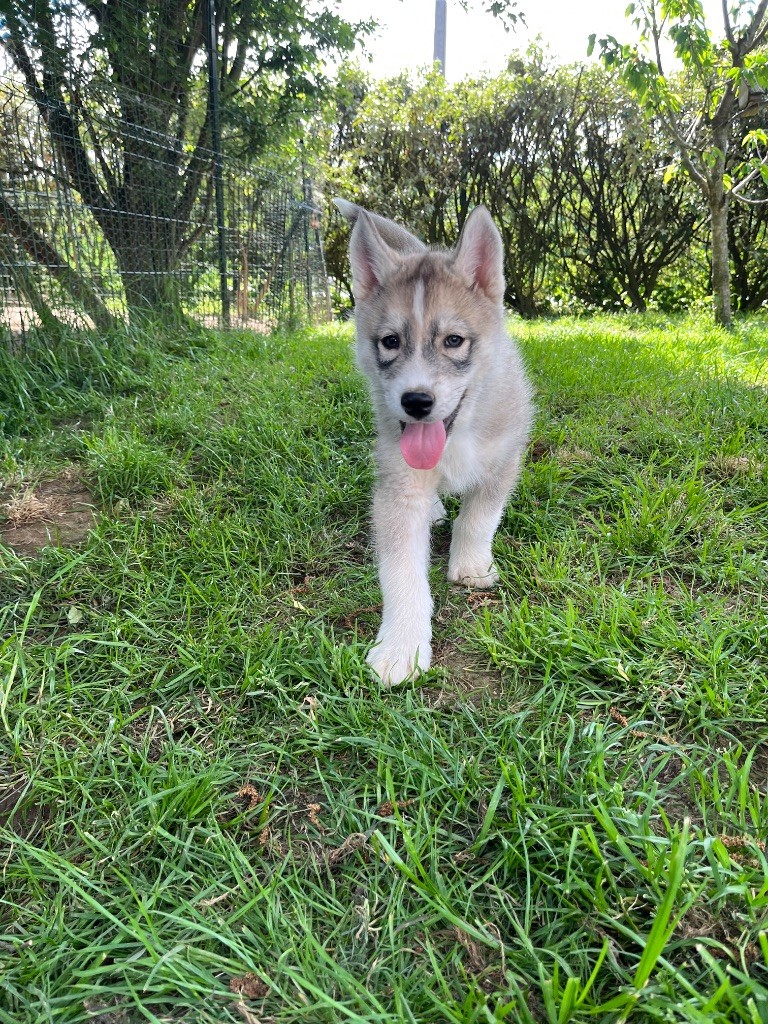 Chiot Siberian Husky De La Fleur De Lys De La Ternoise