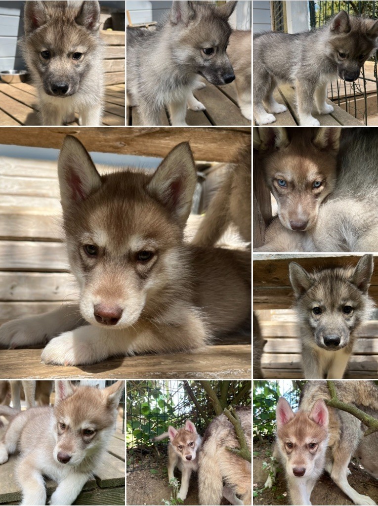 Chiot Siberian Husky De La Fleur De Lys De La Ternoise