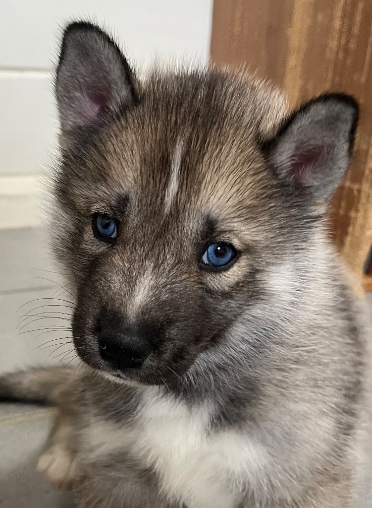 De La Fleur De Lys De La Ternoise - Chiots disponibles - Siberian Husky