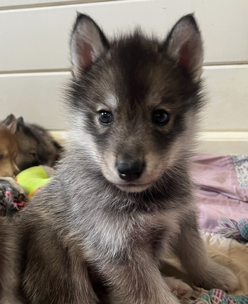 De La Fleur De Lys De La Ternoise - Chiots disponibles - Siberian Husky
