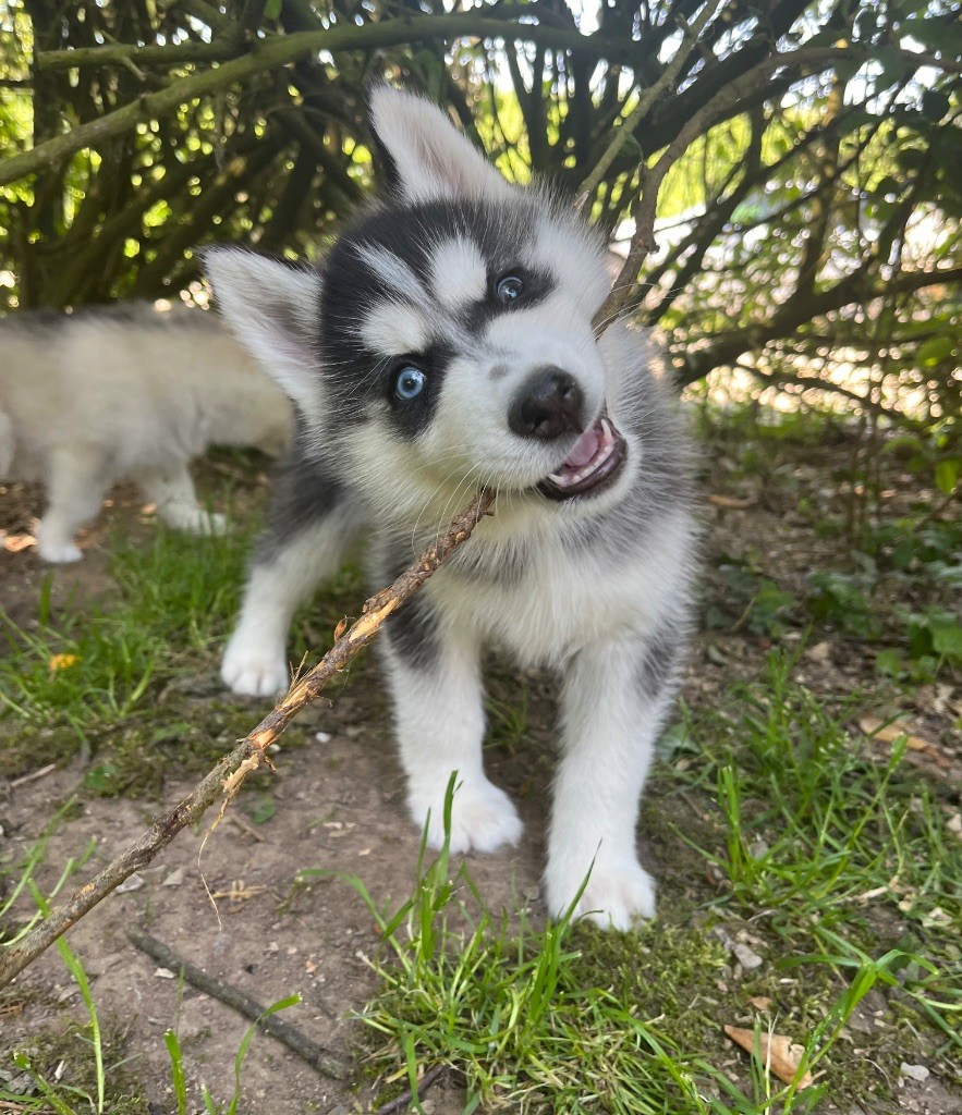 De La Fleur De Lys De La Ternoise - Chiots disponibles - Siberian Husky