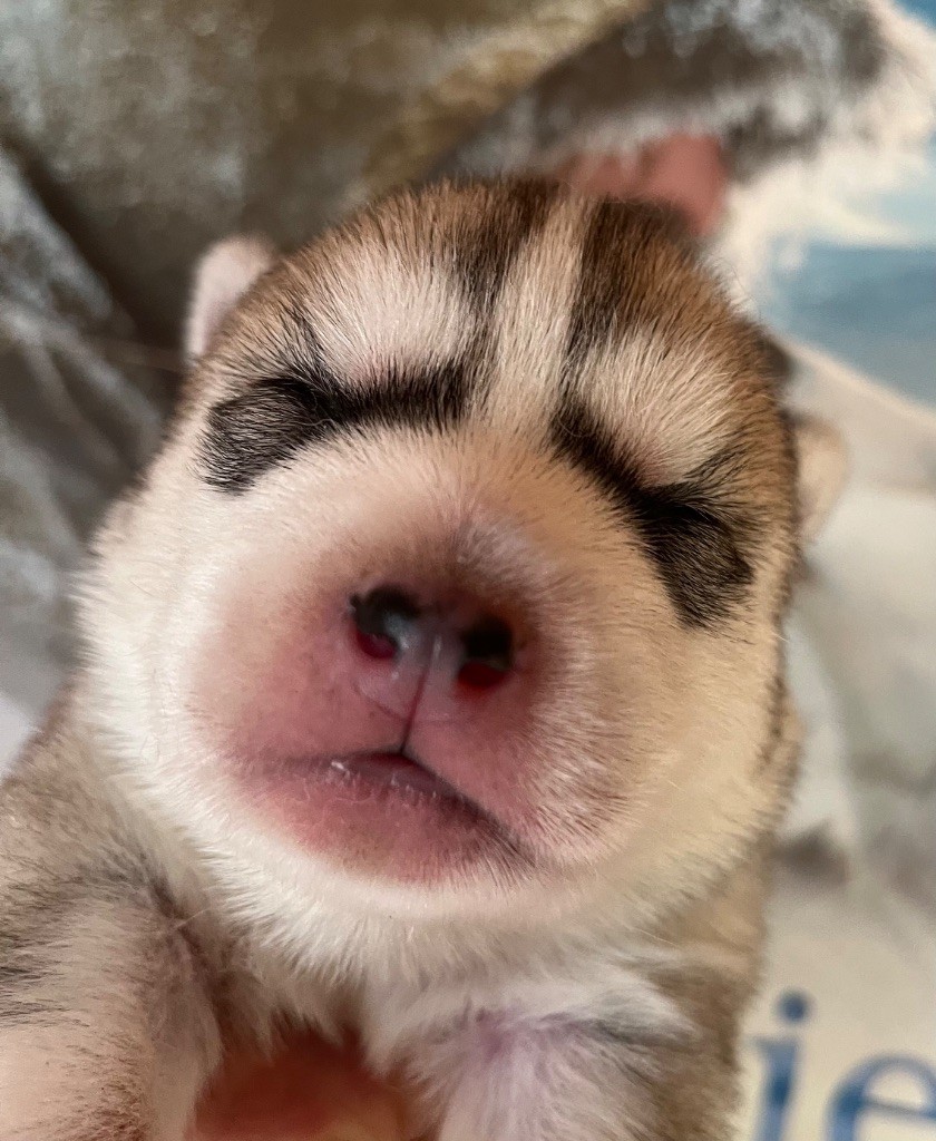 De La Fleur De Lys De La Ternoise - Chiots disponibles - Siberian Husky
