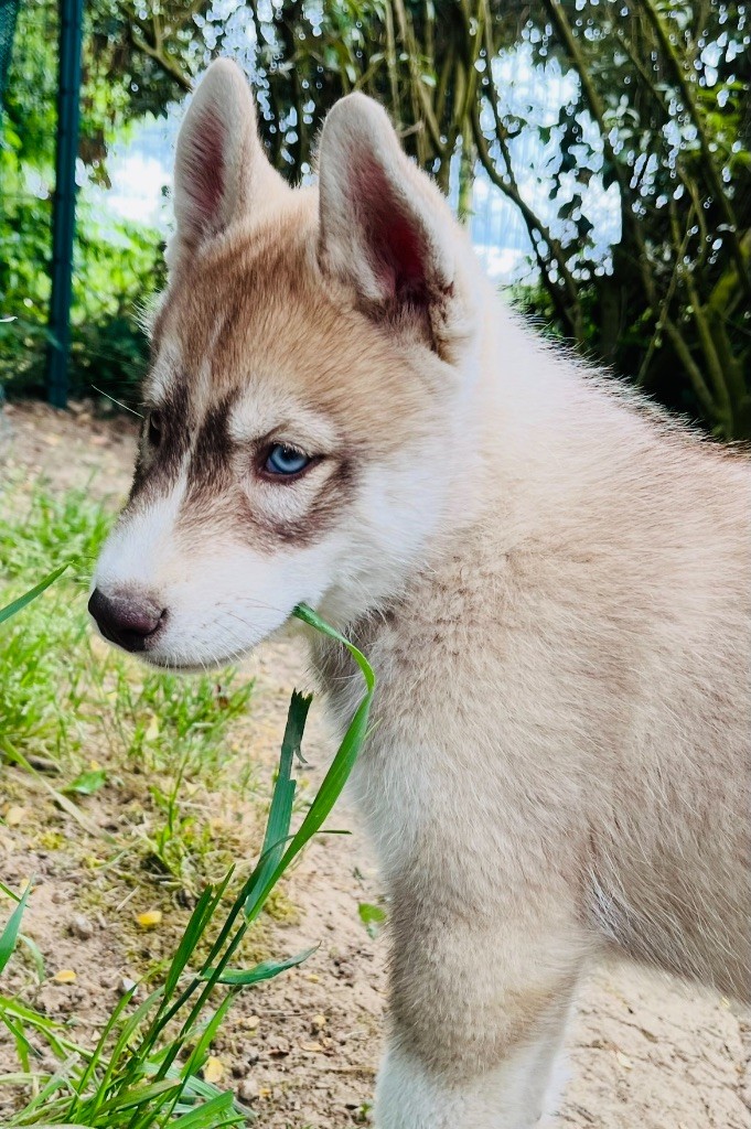 De La Fleur De Lys De La Ternoise - Chiots disponibles - Siberian Husky