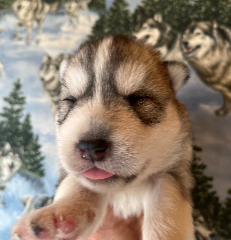 De La Fleur De Lys De La Ternoise - Chiots disponibles - Siberian Husky