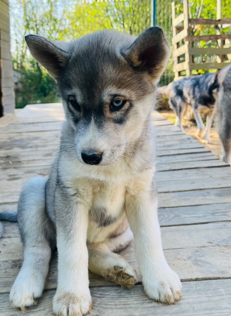 De La Fleur De Lys De La Ternoise - Chiots disponibles - Siberian Husky
