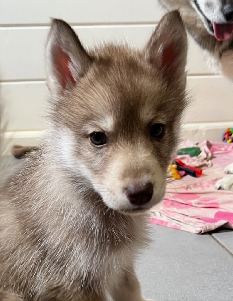 De La Fleur De Lys De La Ternoise - Chiots disponibles - Siberian Husky