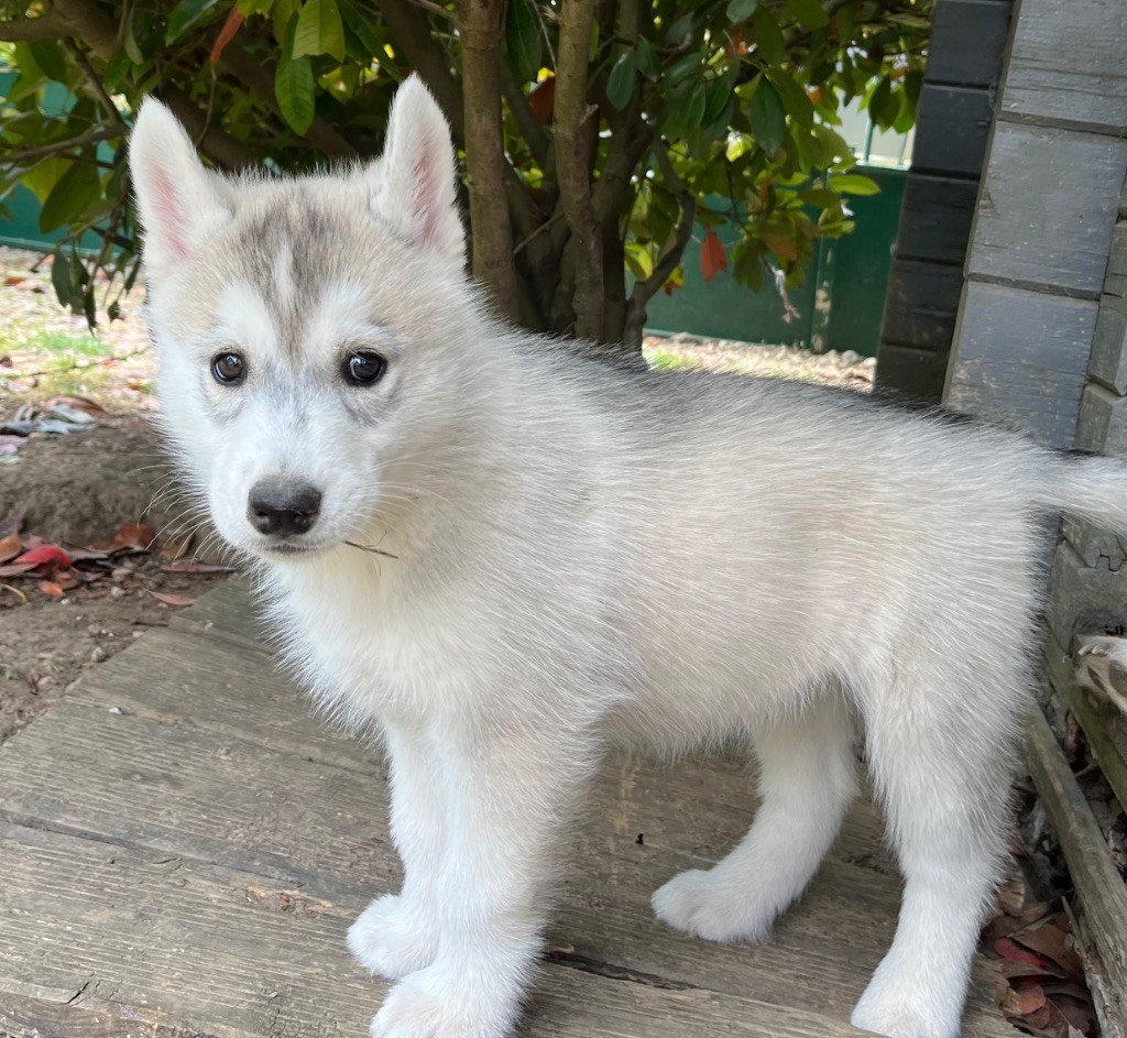 De La Fleur De Lys De La Ternoise - Chiots disponibles - Siberian Husky