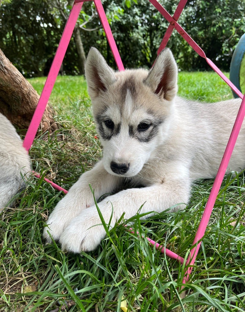De La Fleur De Lys De La Ternoise - Chiots disponibles - Siberian Husky