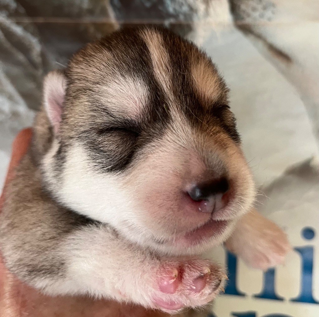 De La Fleur De Lys De La Ternoise - Chiots disponibles - Siberian Husky