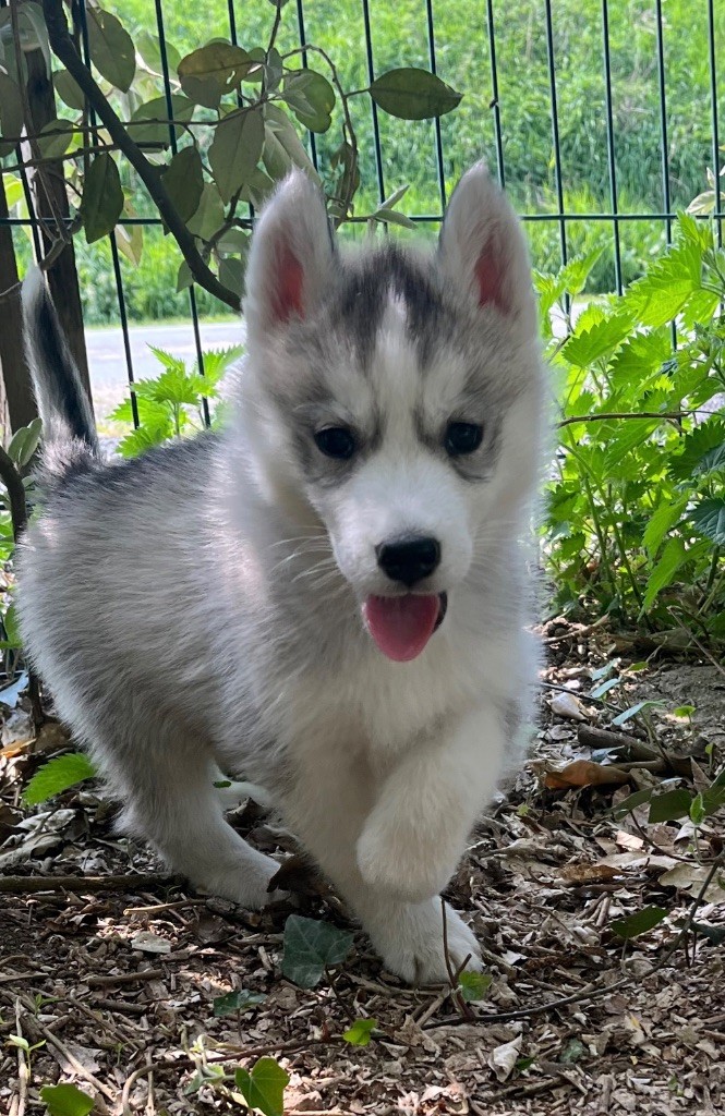 De La Fleur De Lys De La Ternoise - Chiots disponibles - Siberian Husky