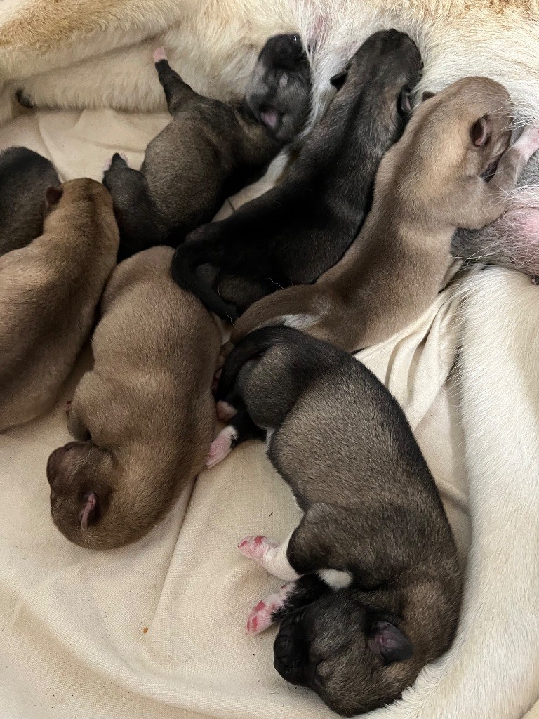 De La Fleur De Lys De La Ternoise - Chiots disponibles - Siberian Husky
