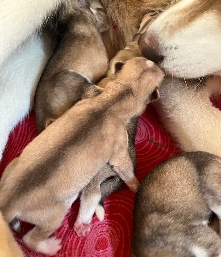 De La Fleur De Lys De La Ternoise - Chiots disponibles - Siberian Husky