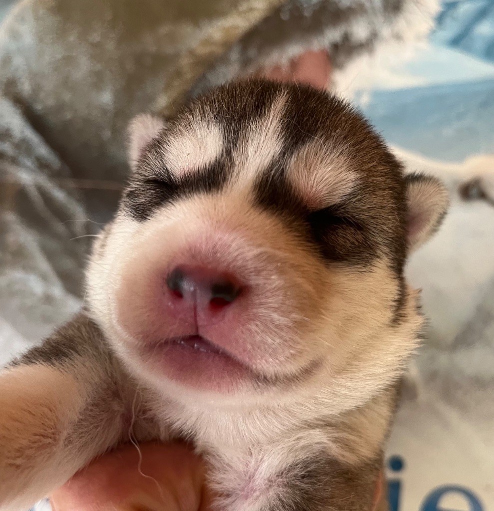 De La Fleur De Lys De La Ternoise - Chiots disponibles - Siberian Husky