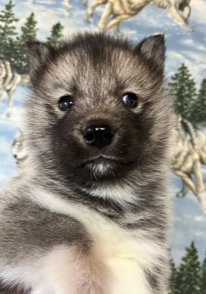 De La Fleur De Lys De La Ternoise - Chiots disponibles - Siberian Husky