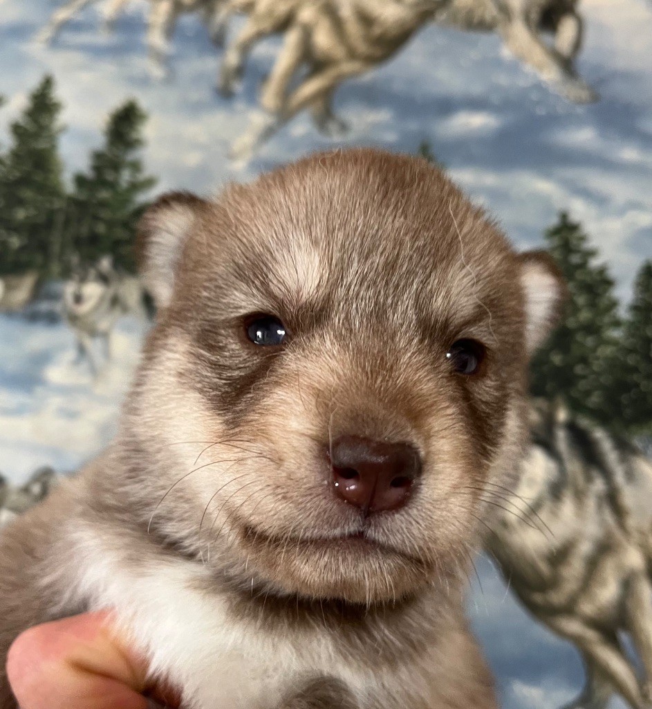 De La Fleur De Lys De La Ternoise - Chiots disponibles - Siberian Husky