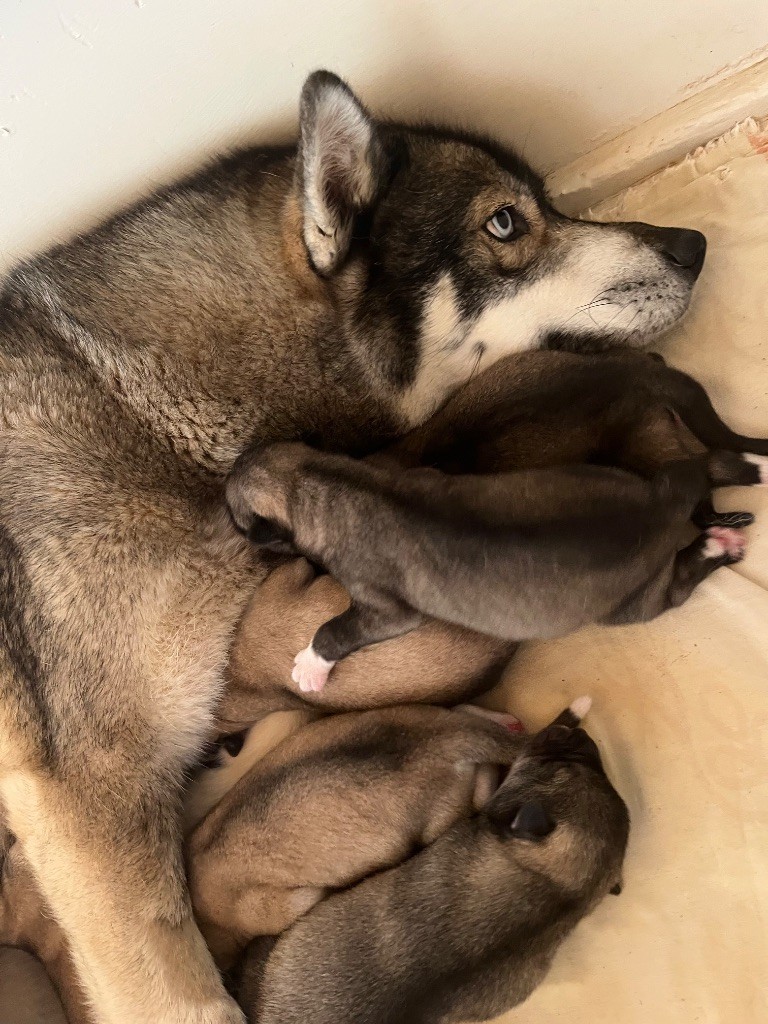 De La Fleur De Lys De La Ternoise - Chiots disponibles - Siberian Husky
