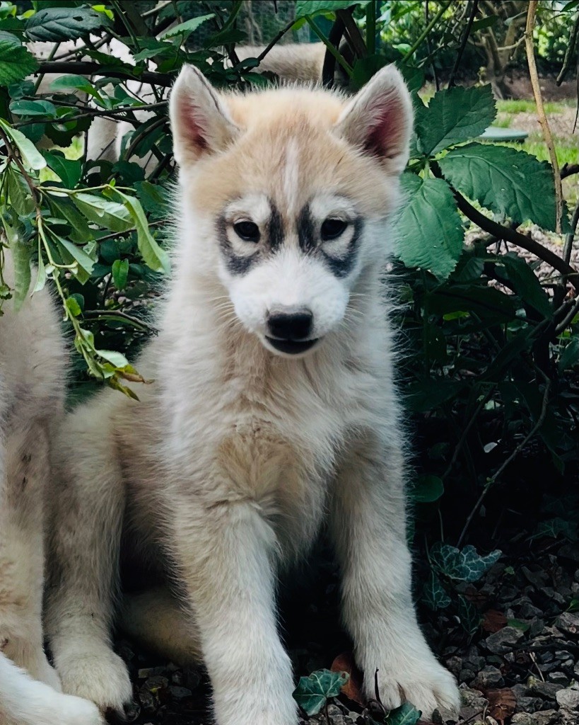 De La Fleur De Lys De La Ternoise - Chiots disponibles - Siberian Husky