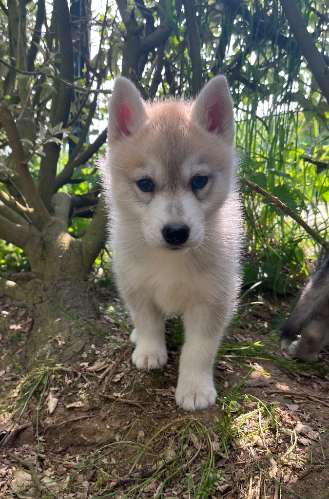 De La Fleur De Lys De La Ternoise - Chiots disponibles - Siberian Husky