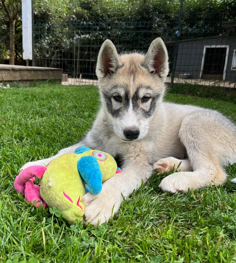 De La Fleur De Lys De La Ternoise - Chiots disponibles - Siberian Husky