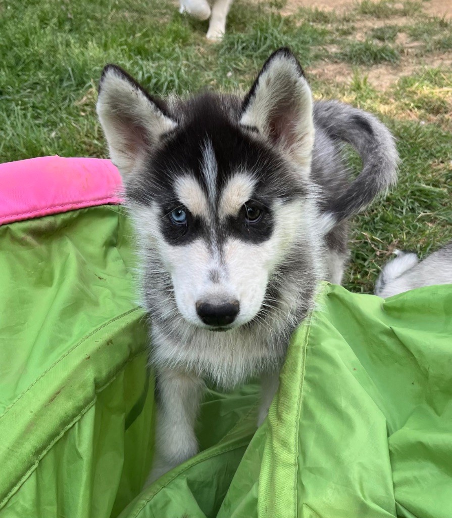 De La Fleur De Lys De La Ternoise - Chiots disponibles - Siberian Husky