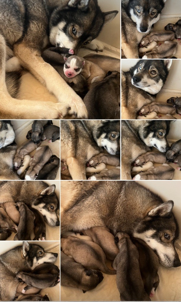 Chiot Siberian Husky De La Fleur De Lys De La Ternoise