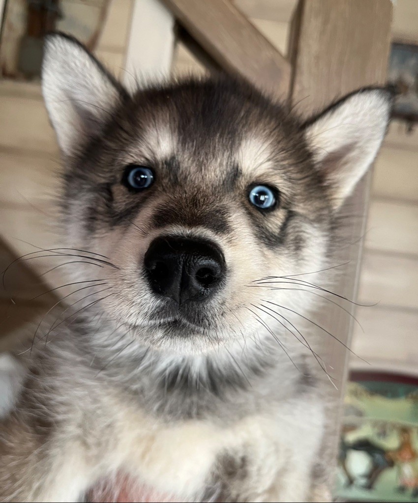 Chiot Siberian Husky De La Fleur De Lys De La Ternoise