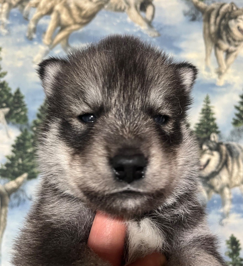 De La Fleur De Lys De La Ternoise - Chiots disponibles - Siberian Husky