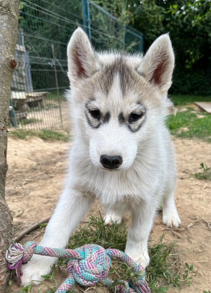 De La Fleur De Lys De La Ternoise - Chiots disponibles - Siberian Husky