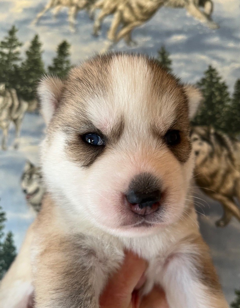 De La Fleur De Lys De La Ternoise - Chiots disponibles - Siberian Husky