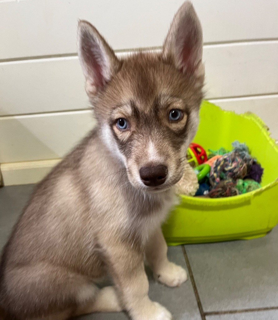 De La Fleur De Lys De La Ternoise - Chiots disponibles - Siberian Husky