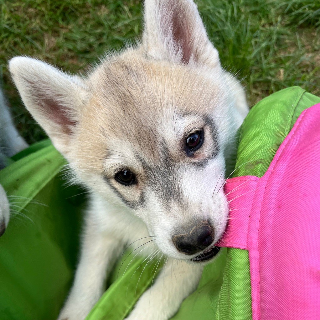 De La Fleur De Lys De La Ternoise - Chiots disponibles - Siberian Husky