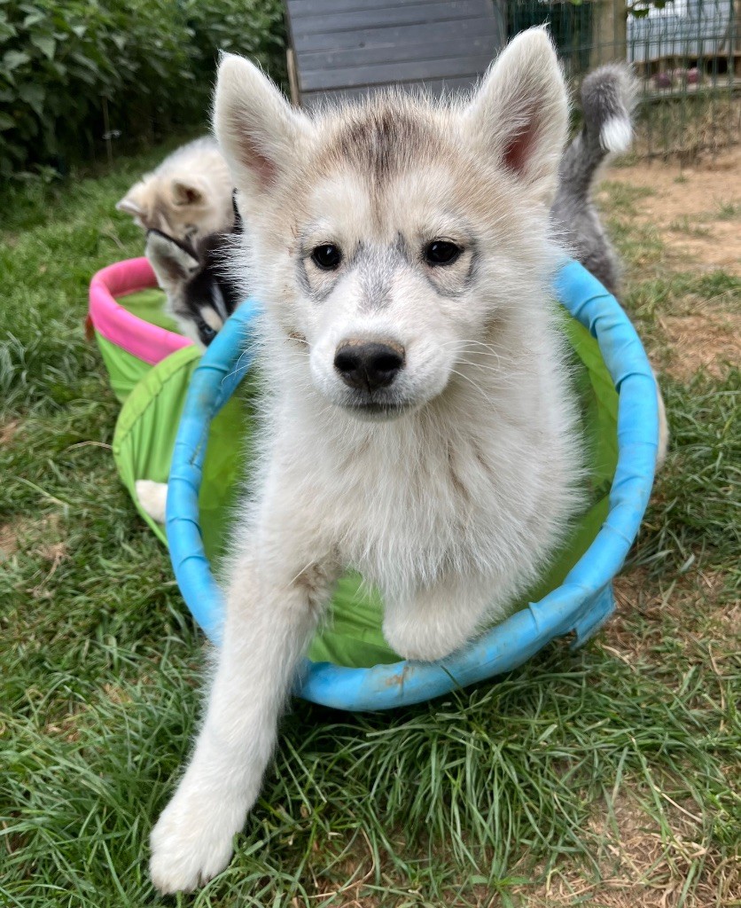 De La Fleur De Lys De La Ternoise - Chiots disponibles - Siberian Husky