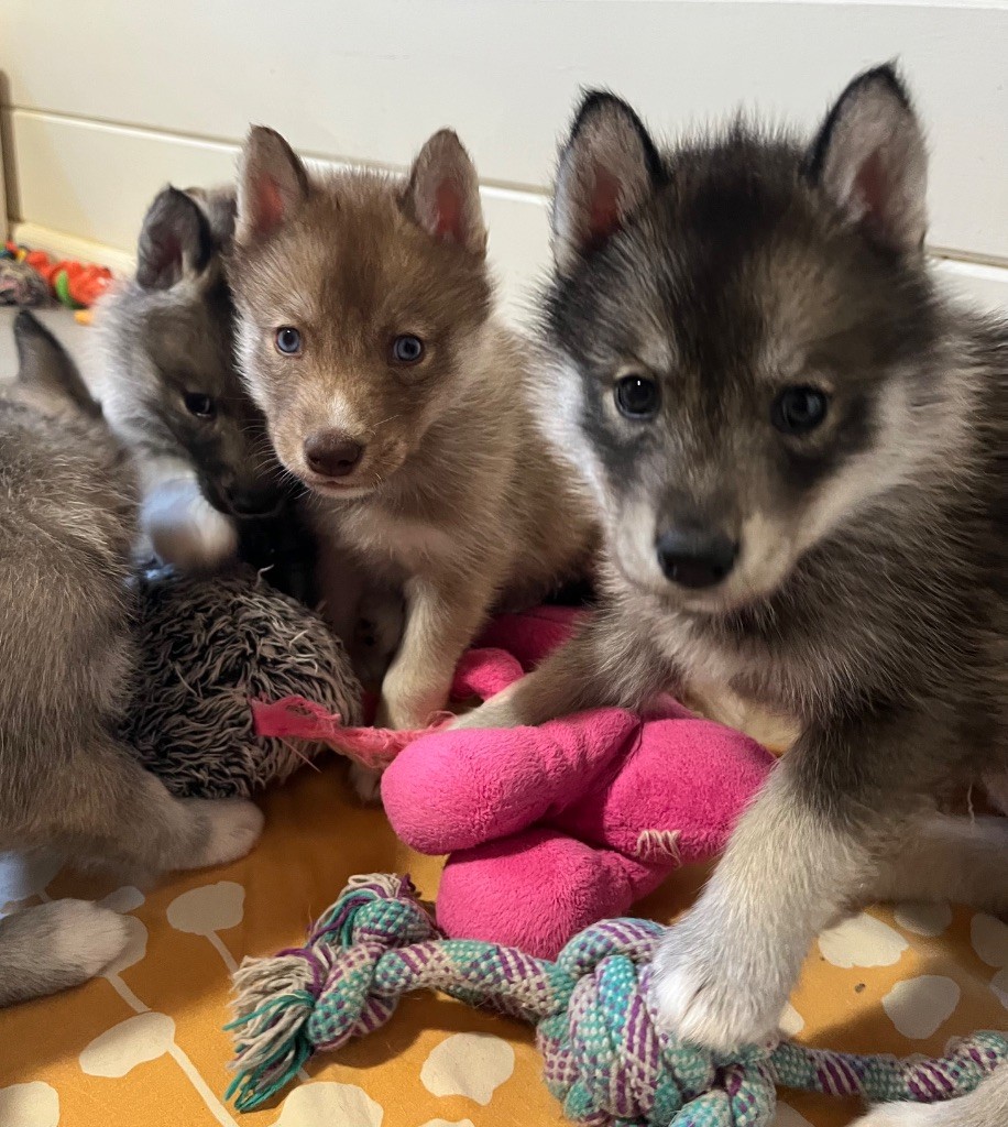 Chiot Siberian Husky De La Fleur De Lys De La Ternoise
