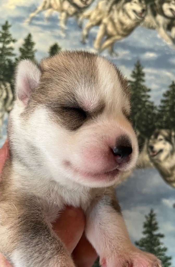 De La Fleur De Lys De La Ternoise - Chiots disponibles - Siberian Husky
