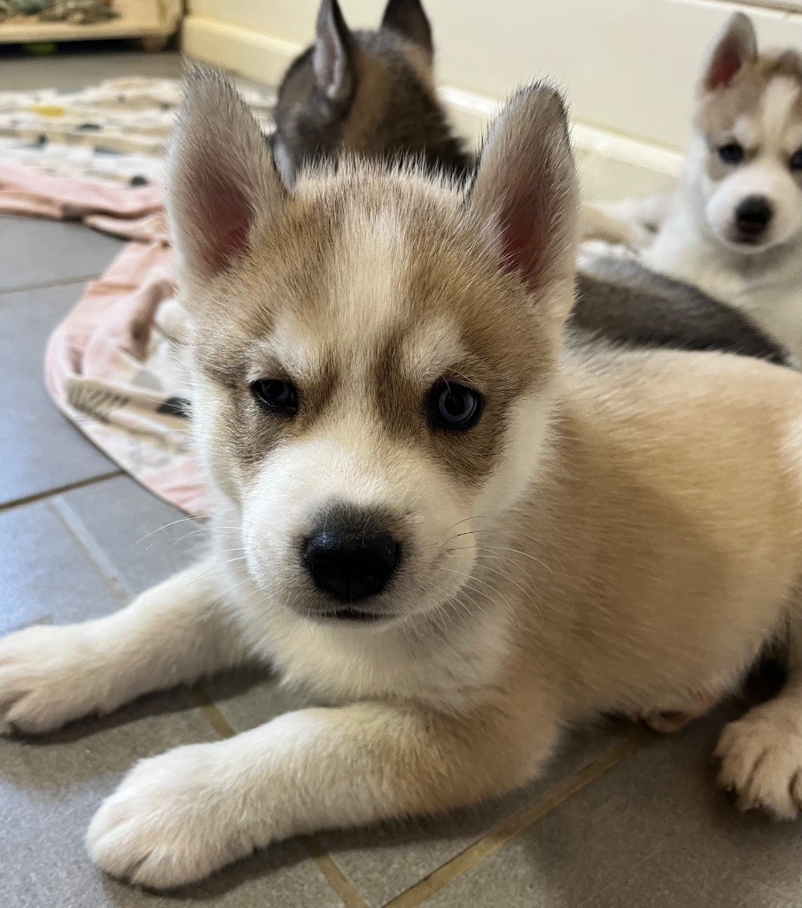 De La Fleur De Lys De La Ternoise - Chiots disponibles - Siberian Husky