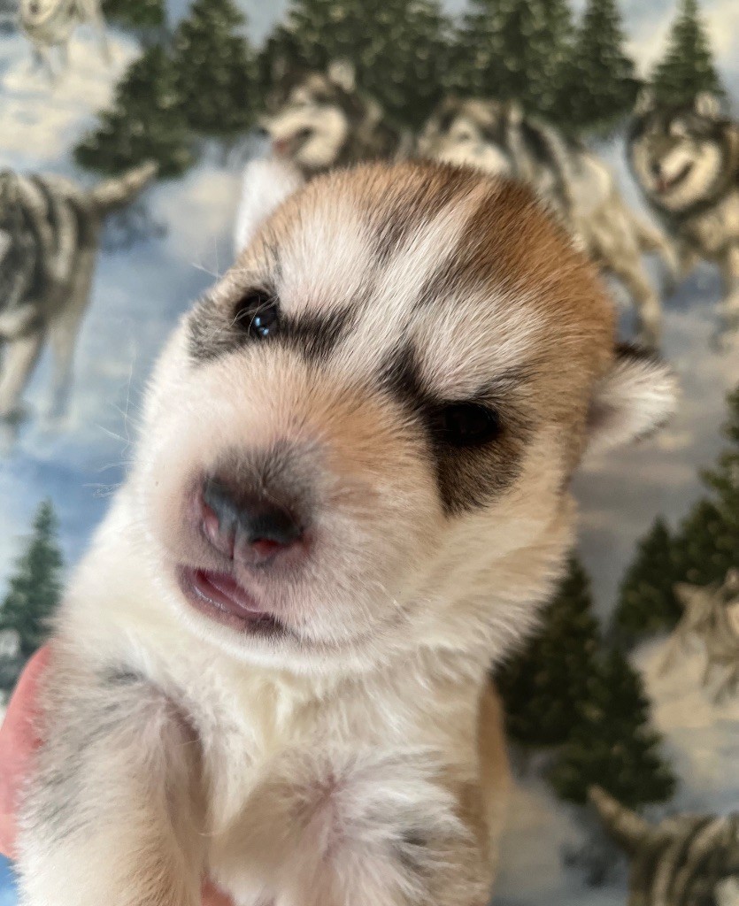 De La Fleur De Lys De La Ternoise - Chiots disponibles - Siberian Husky
