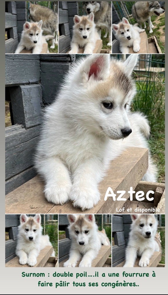 De La Fleur De Lys De La Ternoise - Chiots disponibles - Siberian Husky