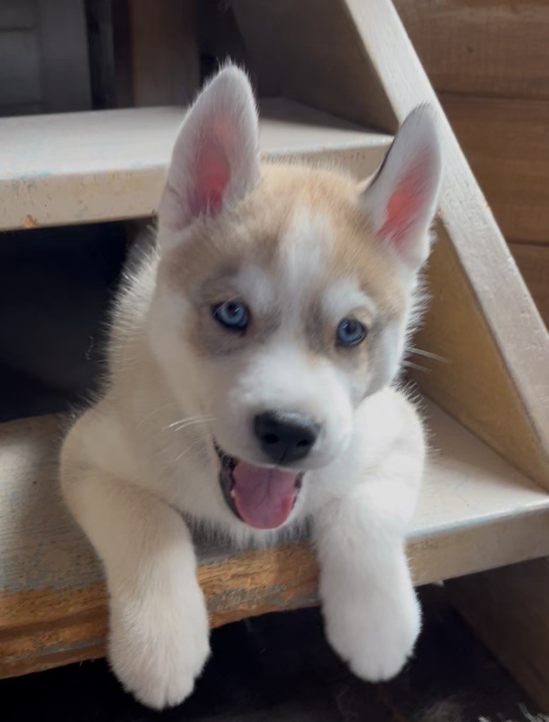 De La Fleur De Lys De La Ternoise - Chiots disponibles - Siberian Husky