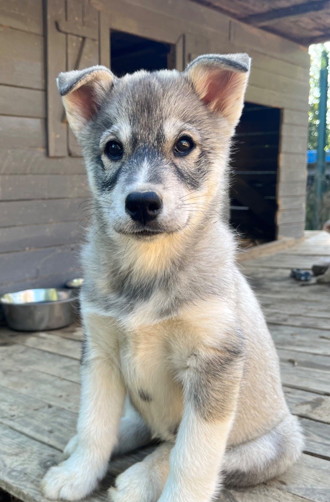 De La Fleur De Lys De La Ternoise - Chiots disponibles - Siberian Husky