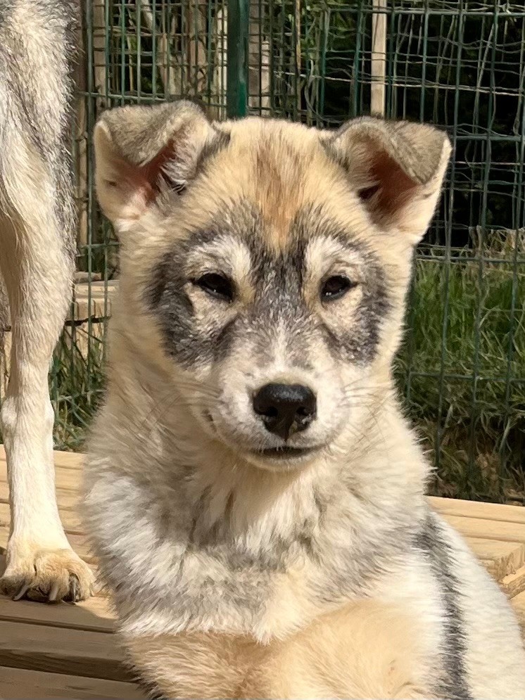 De La Fleur De Lys De La Ternoise - Chiots disponibles - Siberian Husky