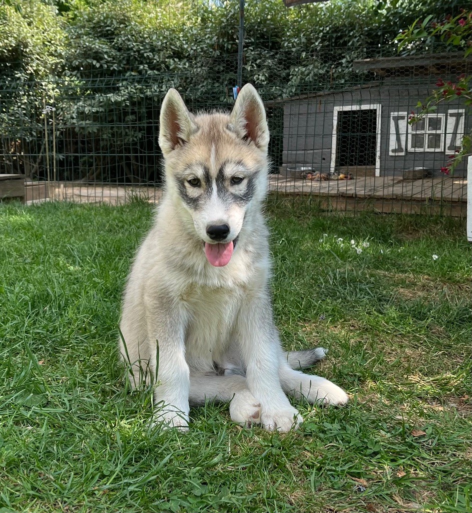 De La Fleur De Lys De La Ternoise - Chiots disponibles - Siberian Husky